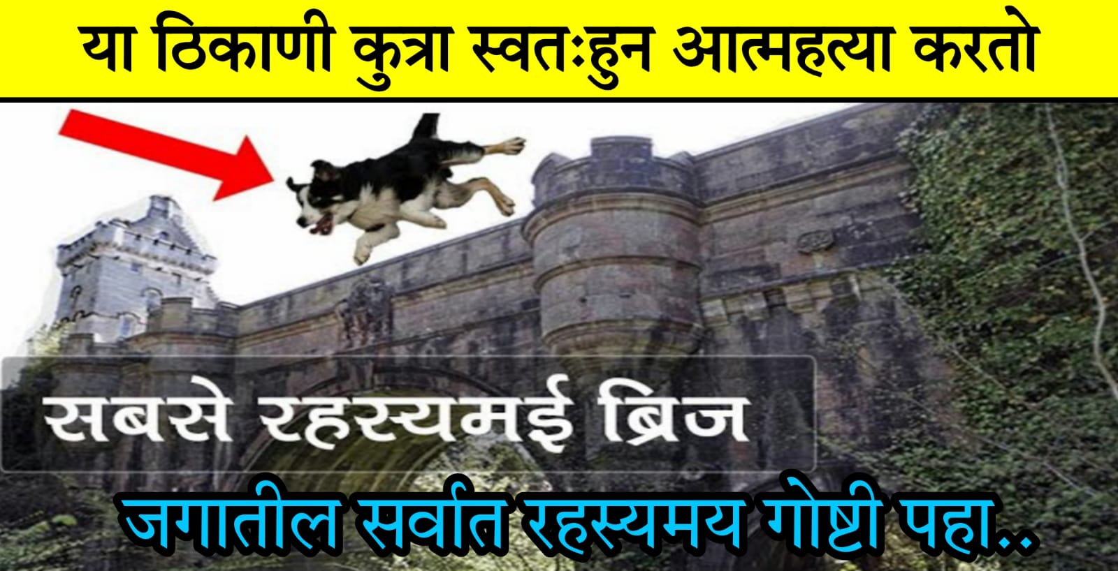 या ब्रिजवरून कुत्रा स्वतःहून आ’त्मह’त्या करतो.. जाणून घ्या जगातील रहस्यमय ठिकाणी.. आजही येथे..