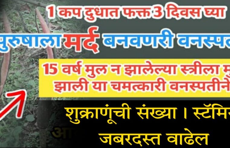 1 कप दुधासोबत फक्त तीन दिवस घ्या.. पुरुषाला म’र्द बनवणारी वनस्पती.. शु-क्रा’णूंची संख्या प्रचंड वाढेल, जोश रात्रभर टिकेल..