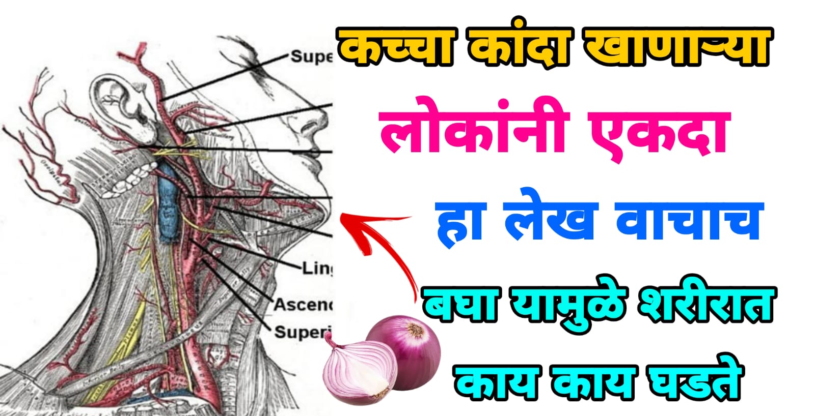 कच्चा कांदा खाण्याऱ्या लोकांनी एकदा पहाच.. यामुळे आपल्या शरीरात काय-काय घडते पहा ! मग ठरवा कांदा खायचा की नाही..