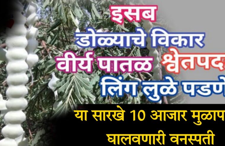 आयुर्वेदातील चमत्कारी वनस्पती.. पुरुषाला मर्द, स्त्रीला स्त्रीत्व प्रधान करणारी वनस्पती.. वी-र्य पातळ, श्वे’तपदर..