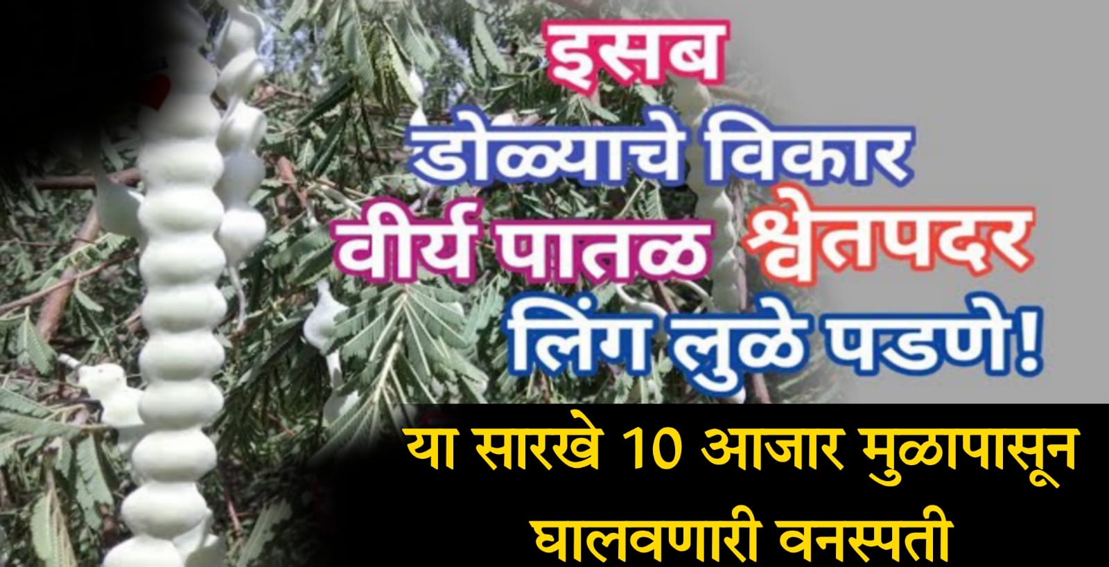 आयुर्वेदातील चमत्कारी वनस्पती.. पुरुषाला मर्द, स्त्रीला स्त्रीत्व प्रधान करणारी वनस्पती.. वी-र्य पातळ, श्वे’तपदर..